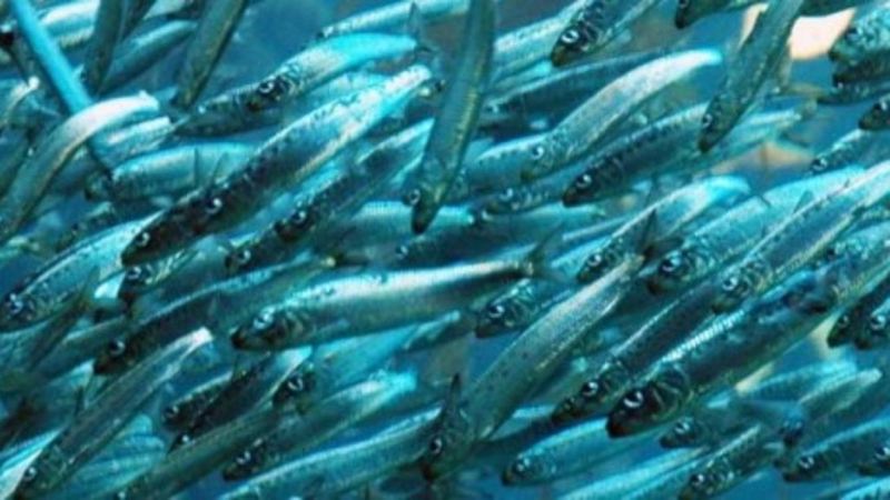 Cosa accade a chi mangia pesce azzurro?