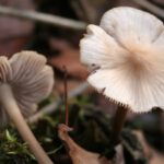Le varietà dei funghi teramani conosciute oggi