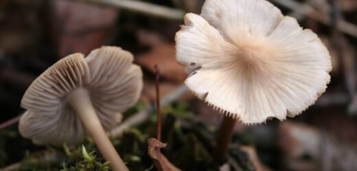 Le varietà dei funghi teramani conosciute oggi
