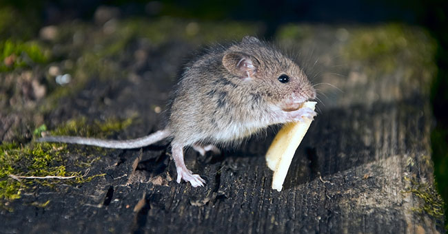 Il pericolo dei topi nelle abitazioni
