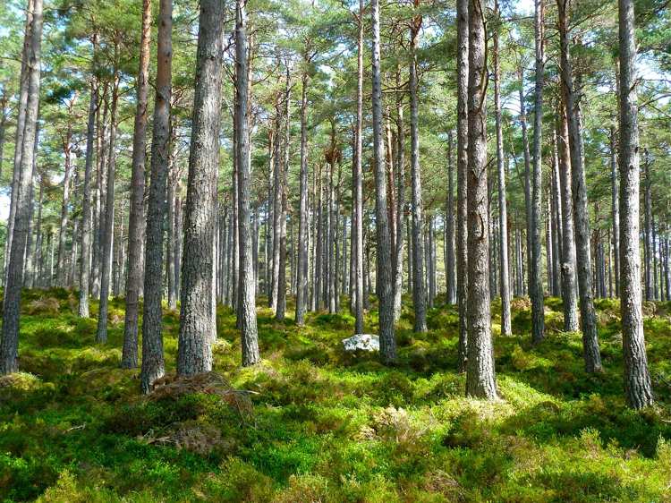 Pineto: Censito il patrimonio verde con 4mila alberi che caratterizzano il territorio